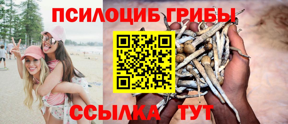 Псилоцибиновые грибы Psilocybe Междуреченск